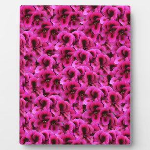 Placa Expositora Flores de geranio magenta caliente,