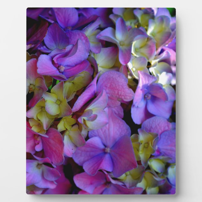 Placa Expositora Flores de Hydrangeas azul morado (Frente)
