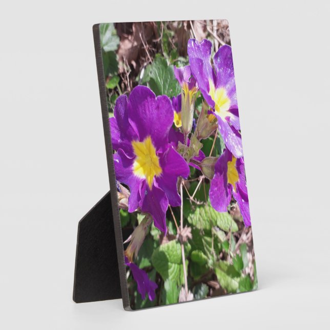 Placa Expositora Flores de jardín morado (Lado)