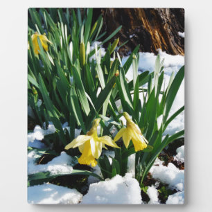 Placa Expositora Flores de los Daffodils amarillos en la nieve