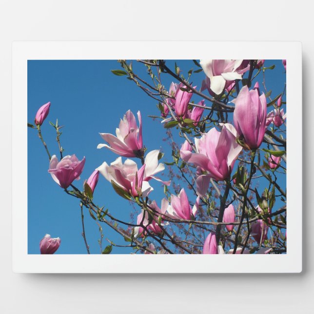 Placa Expositora flores de magnolia rosadas de primavera en cielo a (Frente)