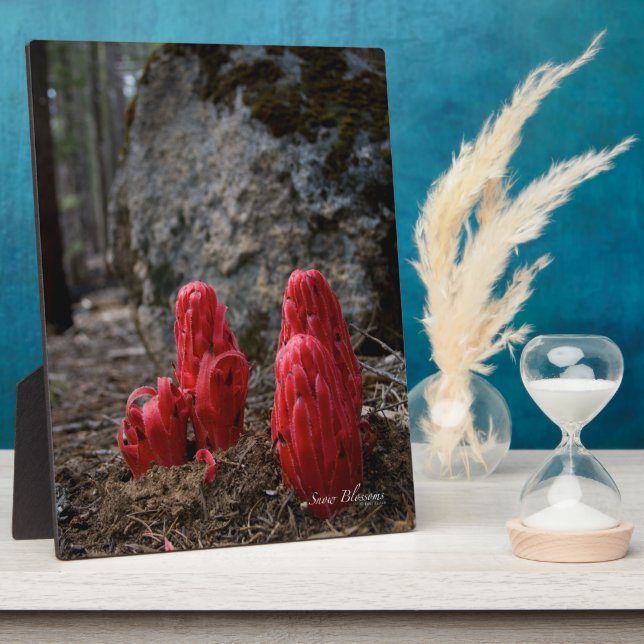 Placa Expositora Flores de Nieve (Lado)