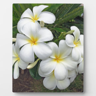 Placa Expositora Flores de plumeria de Hawái