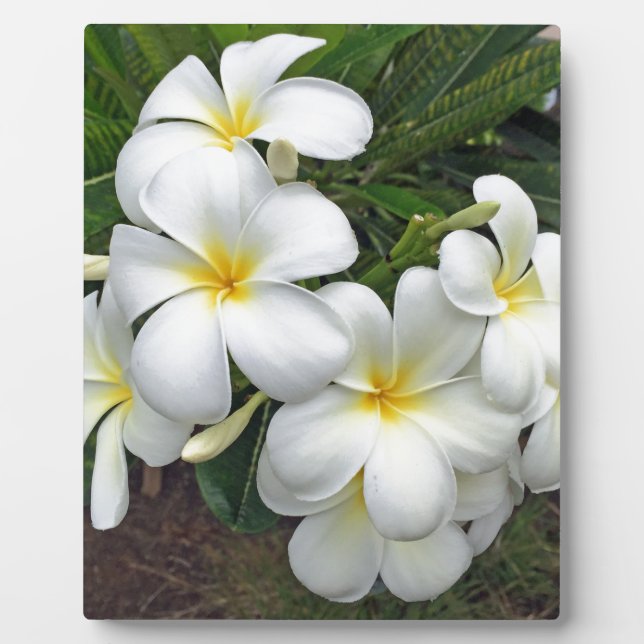 Placa Expositora Flores de plumeria de Hawái (Frente)