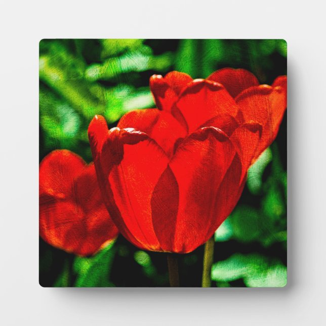 Placa Expositora Flores de tulipán rojas (Frente)
