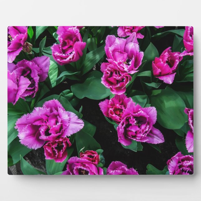 Placa Expositora Flores de tulipanes rosados (Frente)