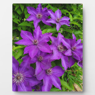 Placa Expositora Flores moradas de bonito
