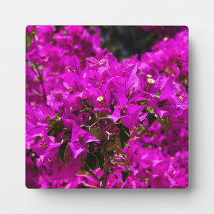 Placa Expositora Flores moradas de Bougainvillea