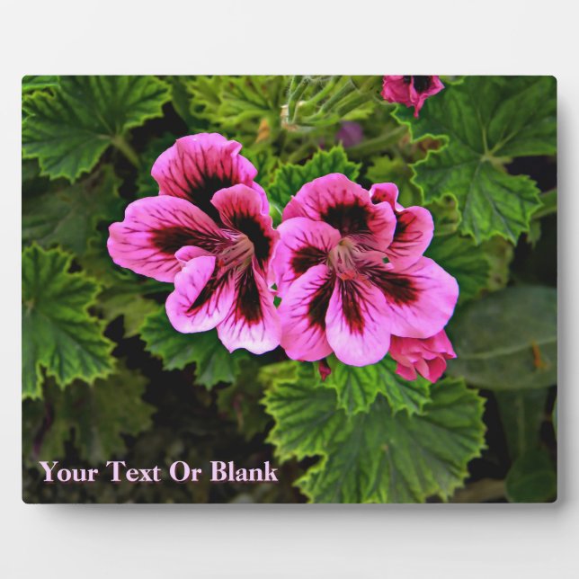 Placa Expositora Flores rosas 1 (Frente)