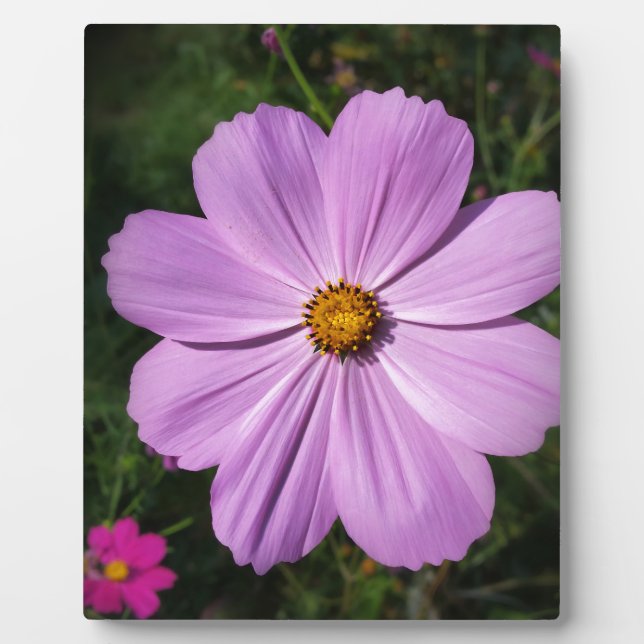 Placa Expositora flores rosas brillantes (Frente)