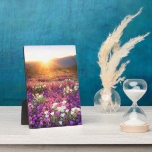 Placa Expositora Flores silvestres al atardecer Desierto de Anza-