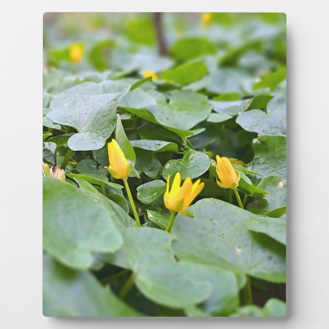 Placa Expositora Flores Silvestres del Bosque – Fotografía Botánica (Frente)