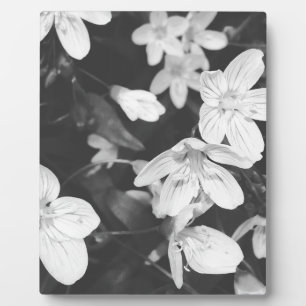 Placa Expositora Flores silvestres en blanco y negro