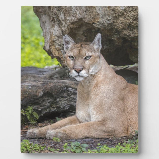 Placa Expositora Florida Panther 8 x 10 con Easel (Frente)