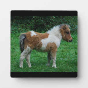 Placa Expositora Fluffy Adorable Dartmoor Pony