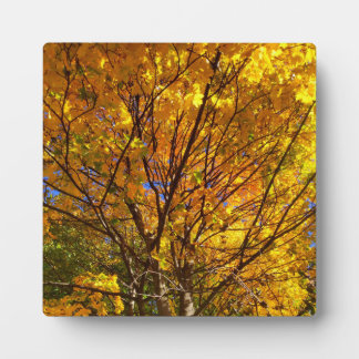 Placa Expositora Follaje Amarillo de Otoño