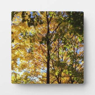 Placa Expositora Follaje de otoño amarillo y verde
