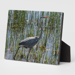 Placa Expositora Foto de Bird Great Blue Heron