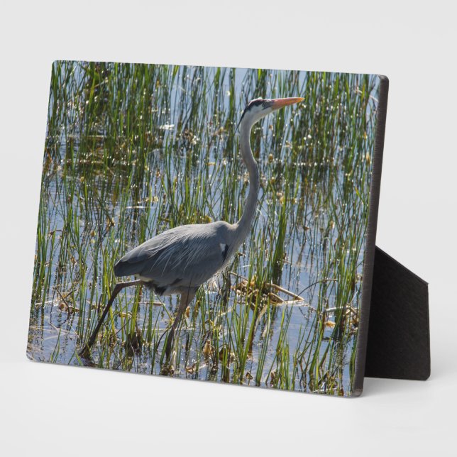 Placa Expositora Foto de Bird Great Blue Heron (Lado)