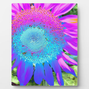 Placa Expositora Foto de girasol retro rosa azul