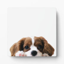 Foto de perro de cachorro suave