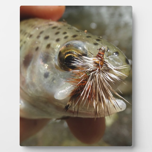 Placa Expositora Foto de Rainbow Trout (Frente)