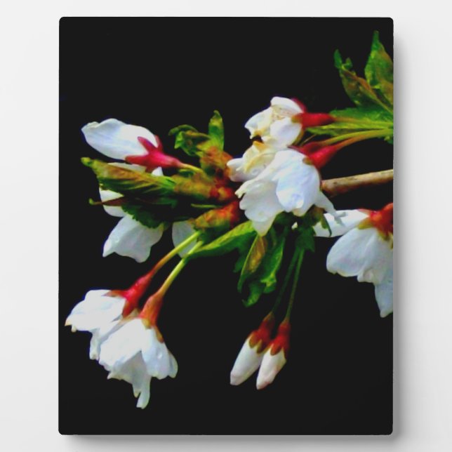 Placa Expositora Foto de White Cherry Blossom (Frente)