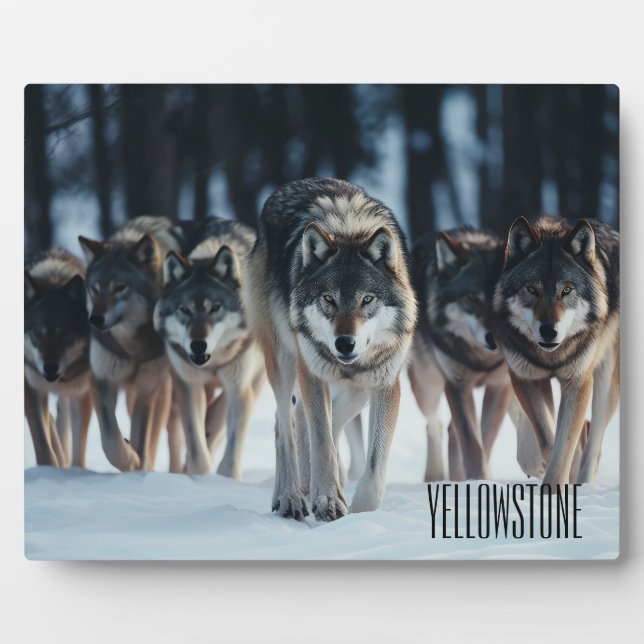 Placa Expositora Foto Lobos de Plaque-Yellowstone (Frente)