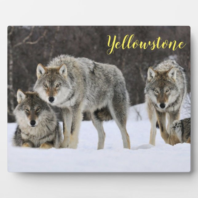 Placa Expositora Foto Lobos de Plaque-Yellowstone (Frente)