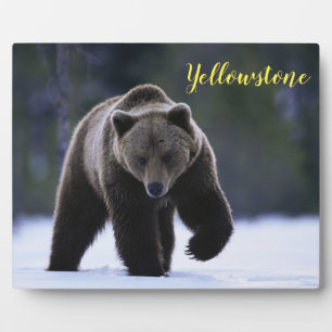 Placa Expositora Foto: Oso Plaque-Yellowstone