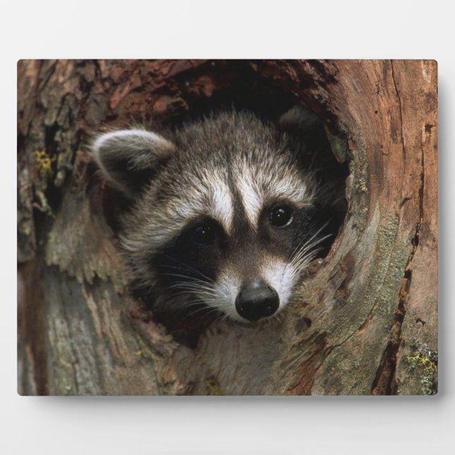 Placa Expositora Foto Plaque-Raccoon En El Árbol (Frente)