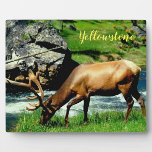 Placa Expositora Foto Plaque-Yellowstone Elk