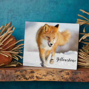 Placa Expositora Foto Plaque-Yellowstone Red Fox Plaque