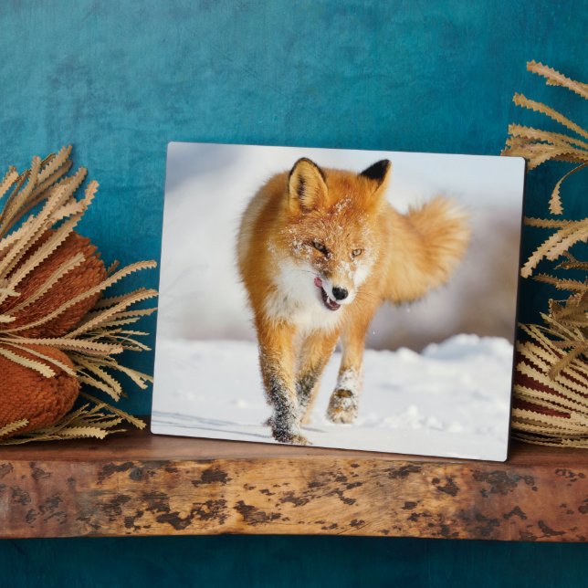 Placa Expositora Foto Plaque-Yellowstone Red Fox Plaque (Lado)