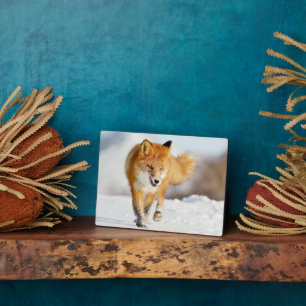 Placa Expositora Foto Plaque-Yellowstone Red Fox Plaque