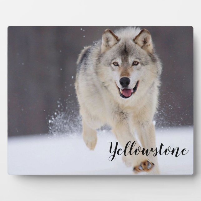 Placa Expositora Foto Plaque-Yellowstone Wolf (Frente)