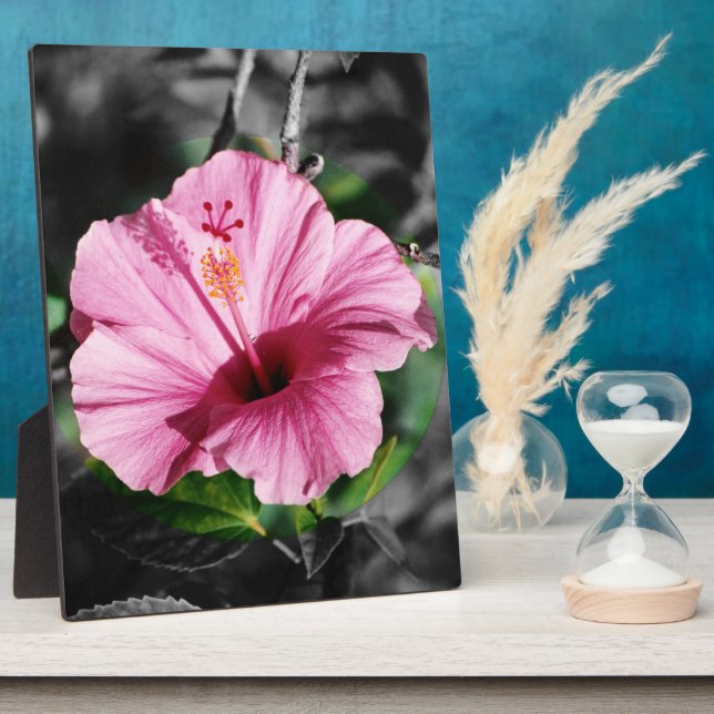 Placa Expositora Foto Rosa Hibiscus (Lado)