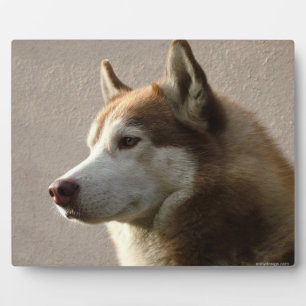 Placa Expositora Fotografía de perro malamute de Alaskan