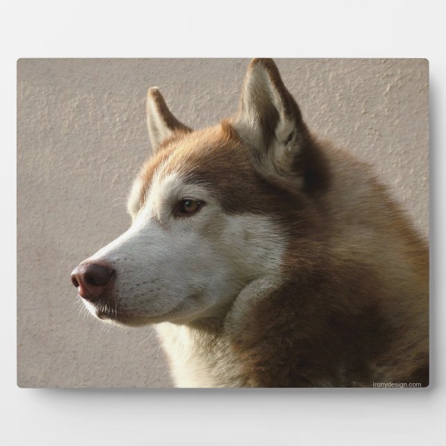 Placa Expositora Fotografía de perro malamute de Alaskan (Frente)