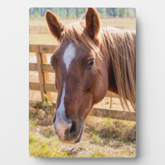 Placa Expositora Fotografía de un caballo bajo la luz del sol en un