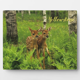 Placa Expositora Fotografía Plaque-Yellowstone Baby Deer