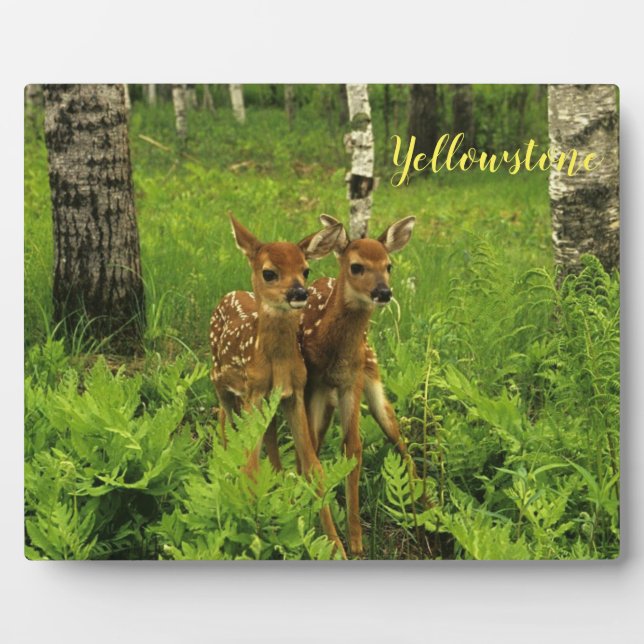 Placa Expositora Fotografía Plaque-Yellowstone Baby Deer (Frente)