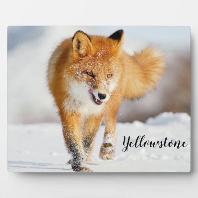 Placa Expositora Fotografía Plaque-Yellowstone Red Fox (Frente)