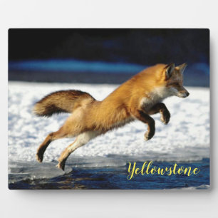 Placa Expositora Fotografía Plaque-Yellowstone Red Fox