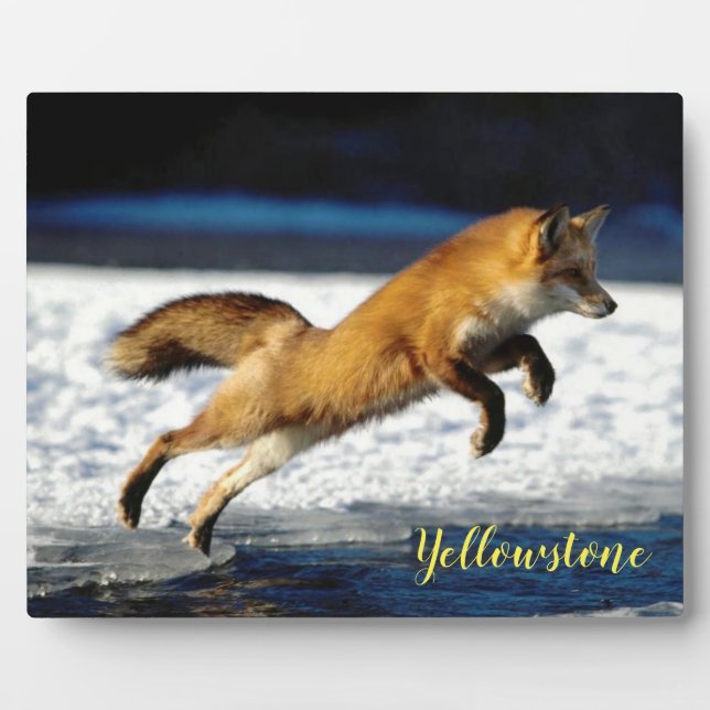 Placa Expositora Fotografía Plaque-Yellowstone Red Fox (Frente)