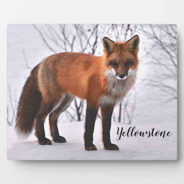 Placa Expositora Fotografía Plaque-Yellowstone Red Fox (Frente)