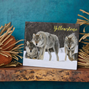 Placa Expositora Fotografía Plaque-Yellowstone Wolves Plaque