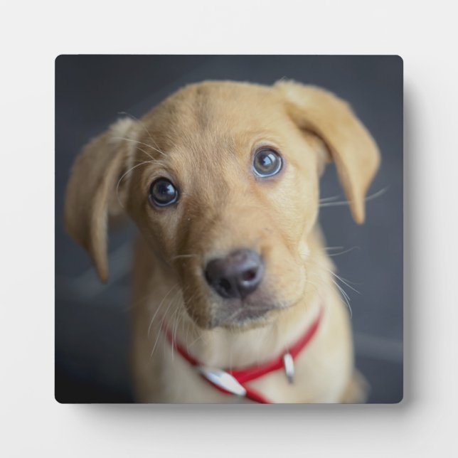 Placa Expositora Fox Red Labrador Puppy (Frente)