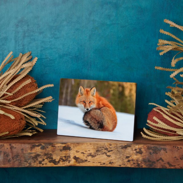 Placa Expositora Fox Rojo En Nieve | Yukón (Lado)