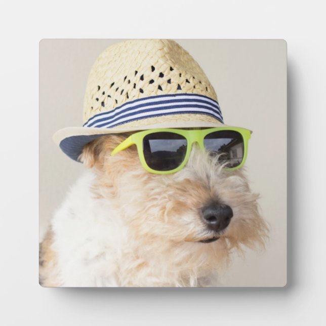 Placa Expositora Fox Terrier (Frente)